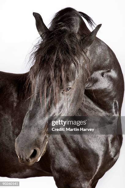 black friesian horse - friesian horse stock pictures, royalty-free photos & images