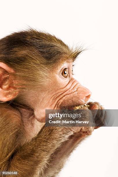 young baboon - hamadryas baboon stock pictures, royalty-free photos & images