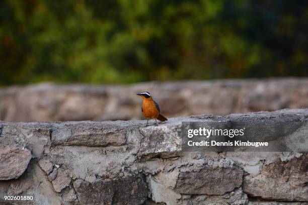 white-browed robin-chat (cossypha heuglini). - kasese stock-fotos und bilder