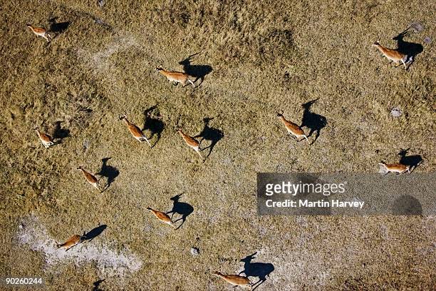antelope running on okavango delta, botswana - okavango delta stock pictures, royalty-free photos & images