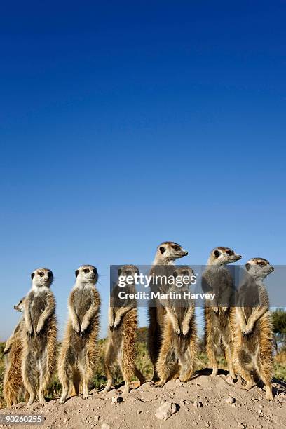 meerkats looking away, botswana - erdmännchen stock-fotos und bilder