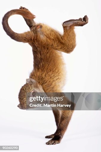 Baboon doing handstand