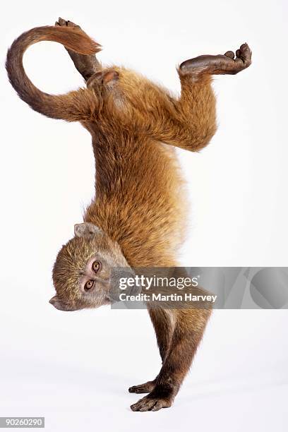 baboon doing handstand - monkey stock pictures, royalty-free photos & images