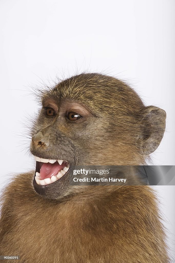 Studio shot of baboon