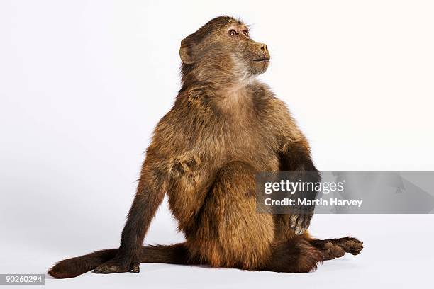 studio shot of baboon - primate stock pictures, royalty-free photos & images