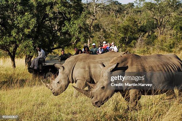 white rhinos grazing in prairie - parc national de krüger photos et images de collection