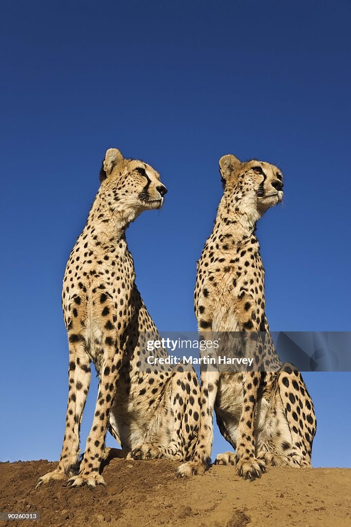 Wild cheetahs