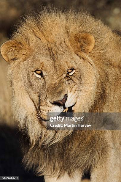 2,269 Funny Lion Photos and Premium High Res Pictures - Getty Images 2,269 Funny Lion Photos and Premium High Res Pictures - Getty Images