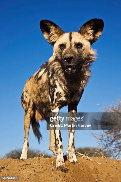 african wild dog - lycaon photos et images de collection