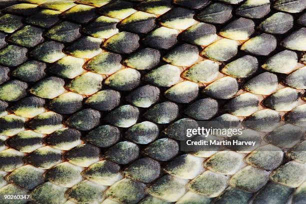 Snake Bottom Snake Scales Close Up Photos and Premium High Res Pictures - Getty Images