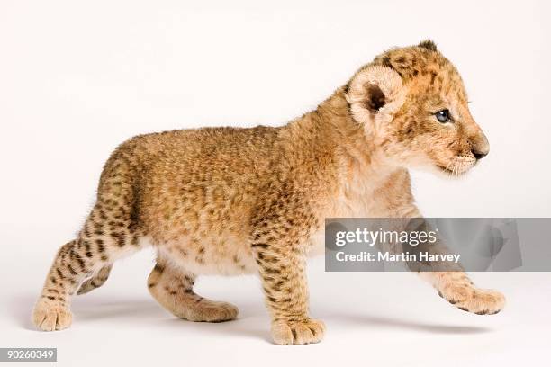 lion cub - lion cub stockfoto's en -beelden