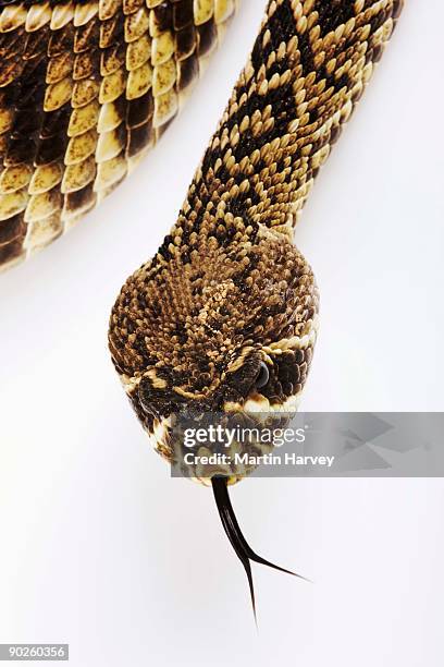 eastern diamondback rattlesnake - eastern diamondback rattlesnake fotografías e imágenes de stock