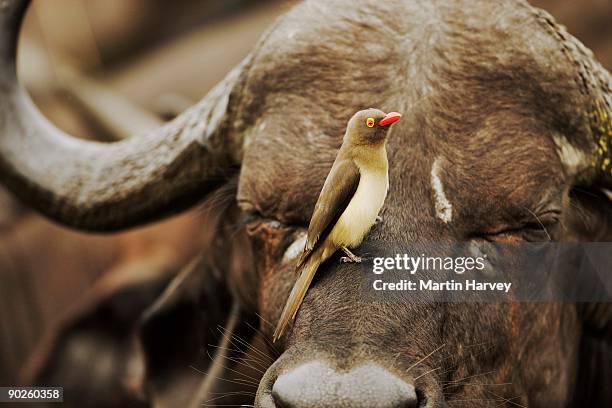 redbilled oxpecker bird perched on buffalo, south africa - picoteador de pico rojo fotografías e imágenes de stock