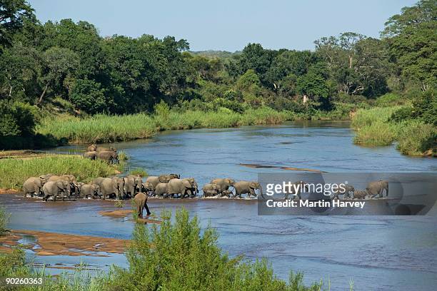 herd of elephants fording river, kruger national park, south africa - kruger national park stock-fotos und bilder