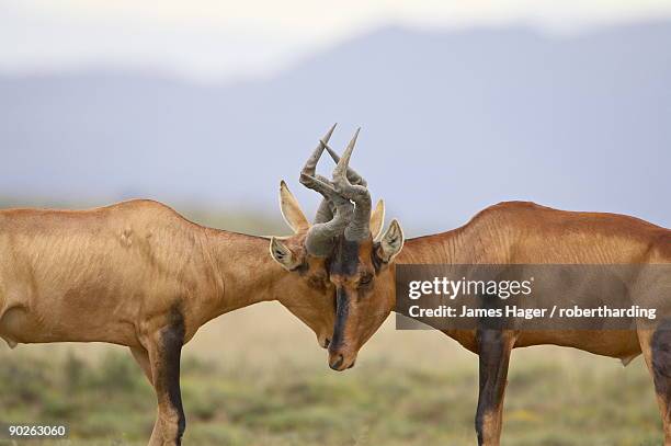 two male red hartebeest (alcelaphus buselaphus) sparring, mountain zebra national park, south africa, africa - mountain zebra national park stock-fotos und bilder