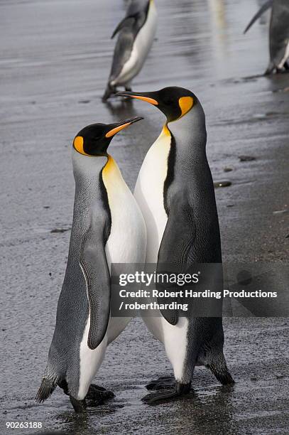 king penguins, st. andrews bay, south georgia, south atlantic - st andrew's bay stock pictures, royalty-free photos & images