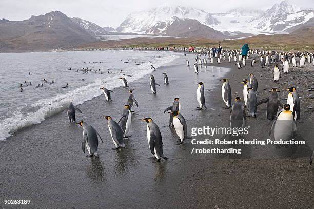 king penguins, st. andrews bay, south georgia, south atlantic - st andrew's bay stock pictures, royalty-free photos & images