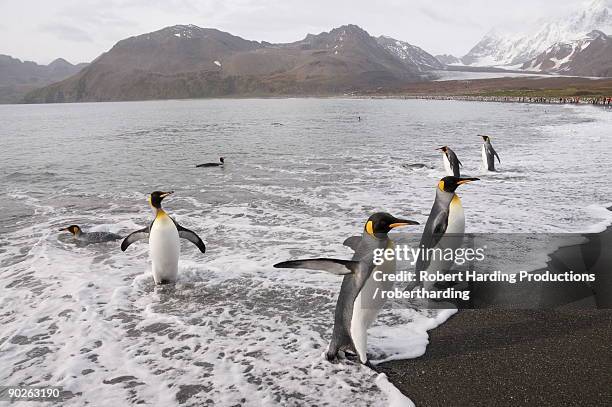 king penguins, st. andrews bay, south georgia, south atlantic - st andrew's bay stock pictures, royalty-free photos & images