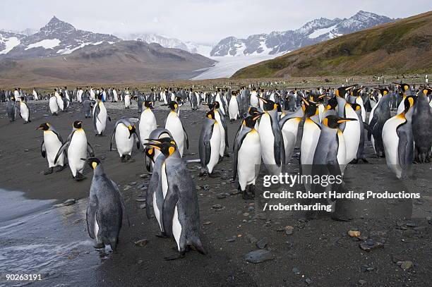 king penguins, st. andrews bay, south georgia, south atlantic - st andrew's bay stock pictures, royalty-free photos & images