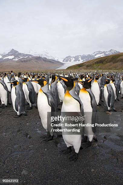 king penguins, st. andrews bay, south georgia, south atlantic - st andrews bay stockfoto's en -beelden