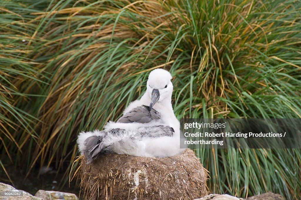 Black browed albatross chick, West Point Island, Falkland Islands, South America
