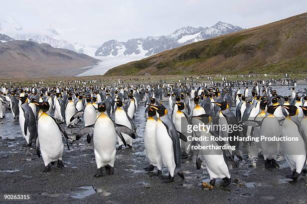 king penguins, st. andrews bay, south georgia, south atlantic - st andrews bay stockfoto's en -beelden