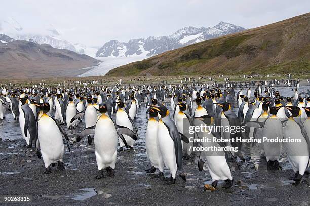 king penguins, st. andrews bay, south georgia, south atlantic - st andrew's bay stock pictures, royalty-free photos & images