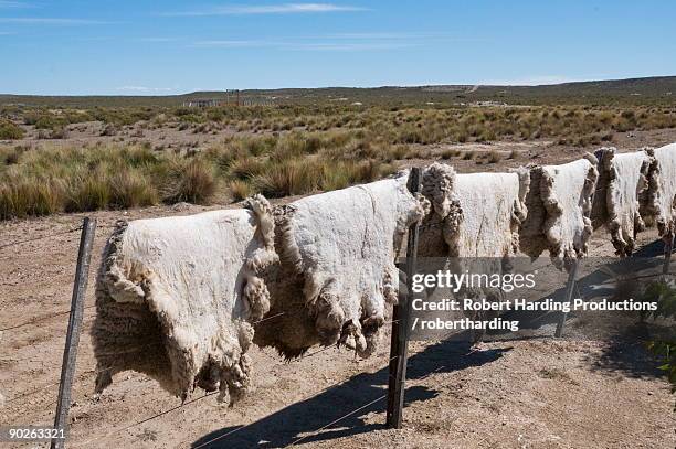 ranch of la elvira, valdes peninsula, patagonia, argentina, south america - argentina leather stock pictures, royalty-free photos & images