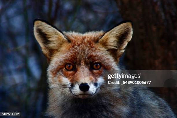 fox - fuchspfote stock-fotos und bilder