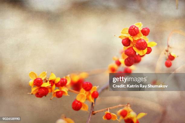 winter candy zen - bittersweet berry 個照片及圖片檔