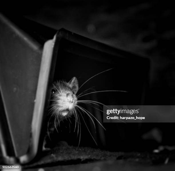 cute baby rat peeking out from her hiding place. - harpazo hope stock pictures, royalty-free photos & images