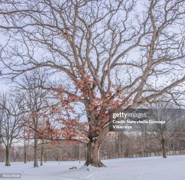 oak tree - nancybelle villarroya stock pictures, royalty-free photos & images