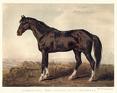 Dongola horse, 19th Century