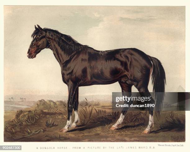 dongola horse, 19th century - horse pictures stock illustrations