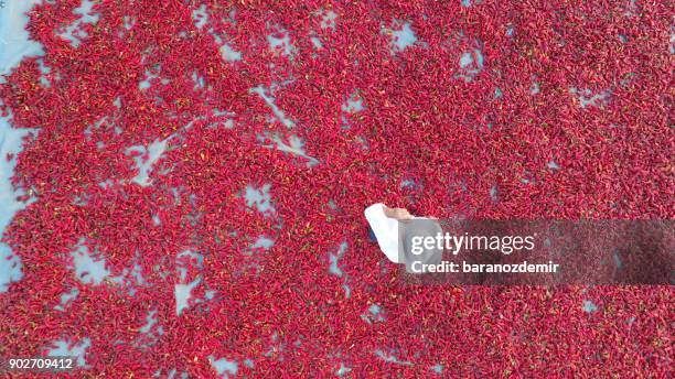 aerail view of hot red peppers being sun dried with farmer - pimenta de caiena imagens e fotografias de stock
