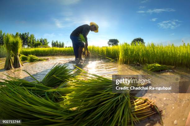 agriculture asia - reisfeld stock-fotos und bilder