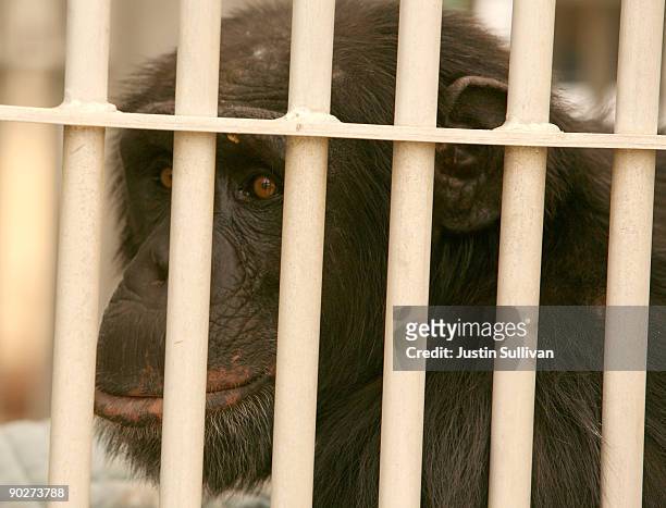 Chimpanzee from the Wildlife Waystation sits in a cage on the back of a truck as it is evacuated from the 160 acre animal sanctuary and...