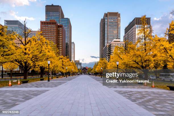 autumn leaves of the imperial garden - marunouchi stock pictures, royalty-free photos & images