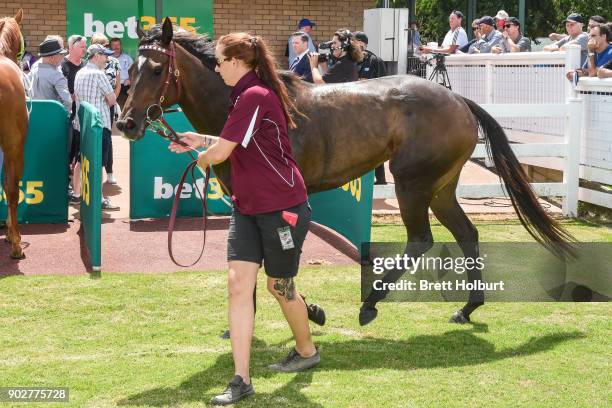 Avanti Rose after winning the Hargreaves Hill Brewery Class 1 Handicap at Yarra Valley Racecourse on January 09, 2018 in Yarra Glen, Australia.