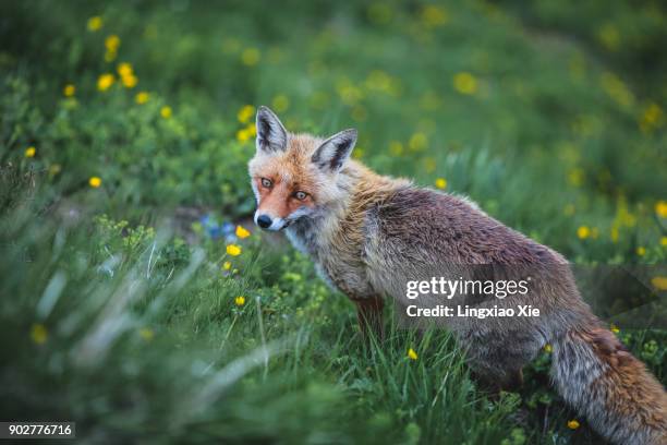 portrait of red fox in meadow, jungfrau mountains, alps, switzerland - jungfraujoch stockfoto's en -beelden