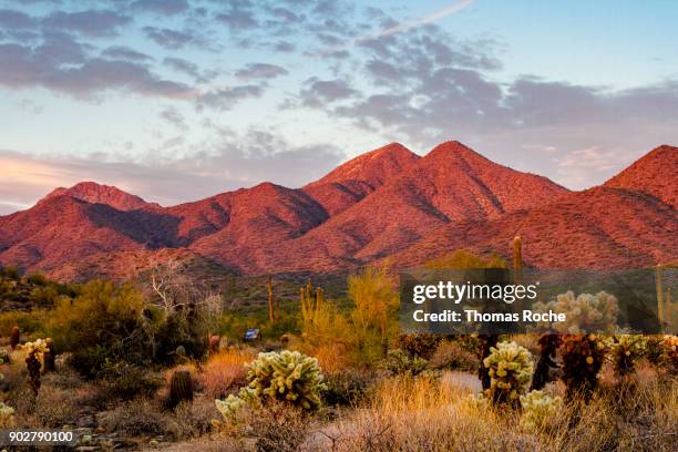 sunset light on the mountains - cactus landscape stock-fotos und bilder