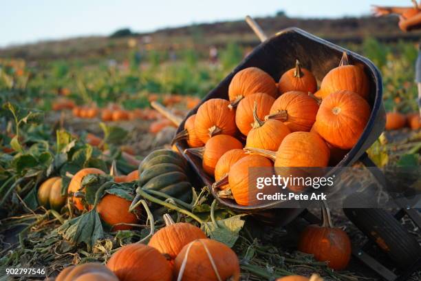 wheelbarrow full of pumpkins - pumpkin patch stock pictures, royalty-free photos & images
