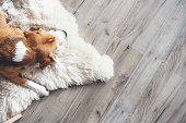 Beagle dog sleeps on sheepskin