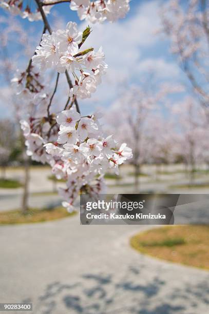 cherry blossom - kazuko kimizuka ストックフォトと画像