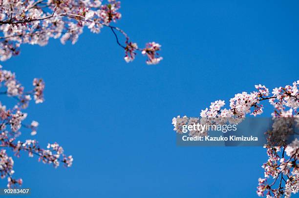 cherry blossom - kazuko kimizuka stockfoto's en -beelden