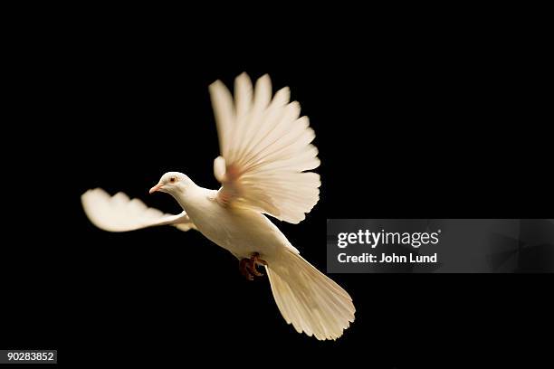 white dove release - peace dove stockfoto's en -beelden