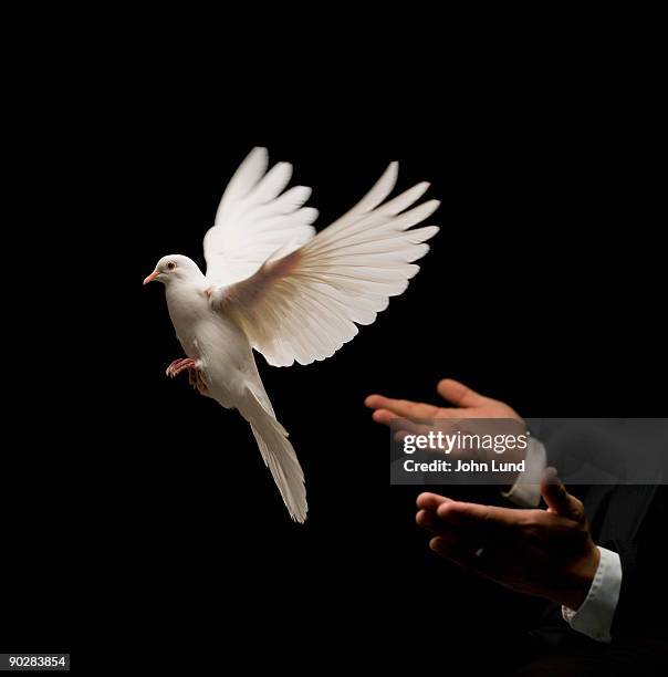 white dove release - paloma pájaro fotografías e imágenes de stock