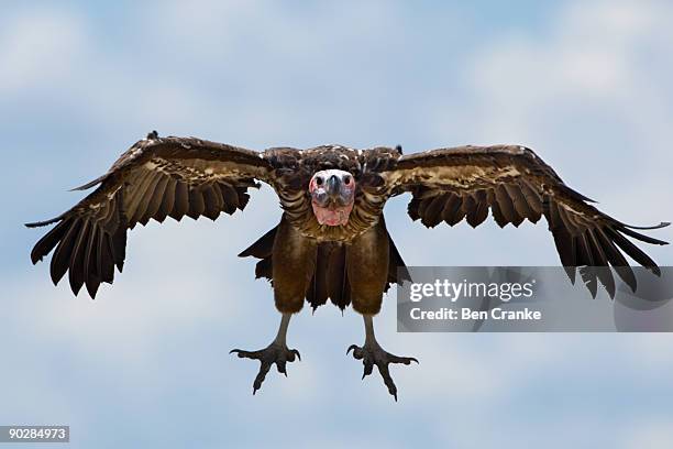 lappet-faced vulture (torgos tracheliotos), kenya - spread wings stock pictures, royalty-free photos & images