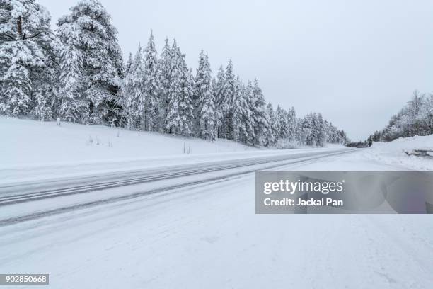 winter road and evergreen trees after a snowstorm - evergreen forest stock-fotos und bilder