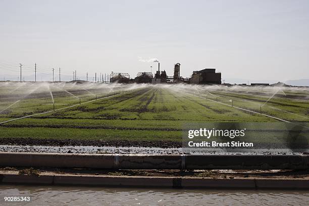 Sprinkler system sprays crops with water from an irrigation canal set in an agricultural area which traditionally uses water from the Colorado river...